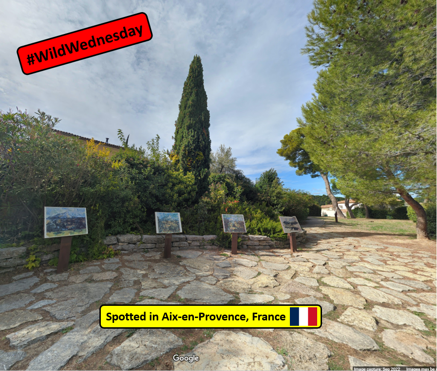 Of course there is a park with outdoor paintings in #aixenprovence #France

Today is #WildWednesday for my #streetview spottings and perusing the natural parks that dot the area around Aix, I had to go with 'Terrain des Peintres' (Painters Park) 
#ExploreTheWorld #Wanderlust