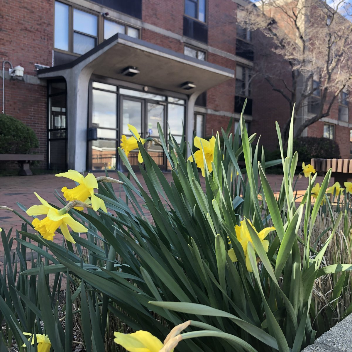 AdelphiU's tweet image. We love springtime at Adelphi! It’s a special time on our campus: Flowers are in bloom and bunnies are hopping about. Join us in taking a moment to appreciate our campus in April. #MyAdelphi