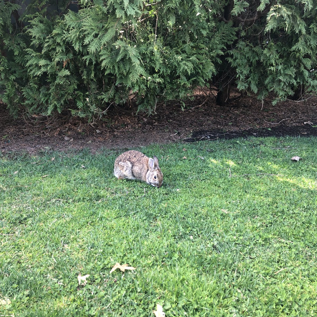 AdelphiU's tweet image. We love springtime at Adelphi! It’s a special time on our campus: Flowers are in bloom and bunnies are hopping about. Join us in taking a moment to appreciate our campus in April. #MyAdelphi