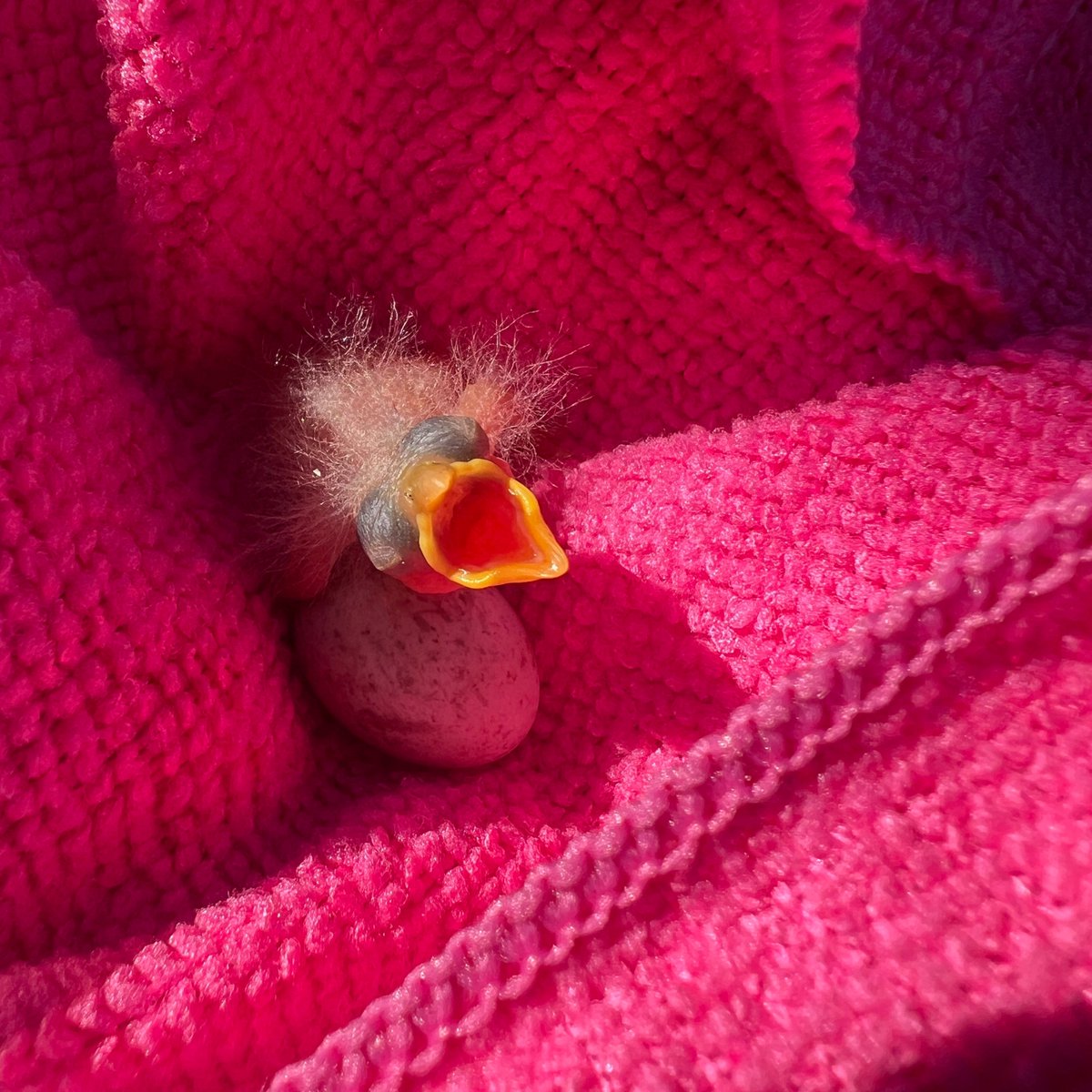 SarahKnutie's tweet photo. Does anyone measure daily mass of nestling birds &amp; use R to analyze data across treatments/locations?🪺

We are having difficulty fitting our model... maybe because many nestlings die before 6 days old in one location? Not sure! Help!

-@ashley_c_love &amp; me 🤞 https://t.co/uSjGdUoHUu