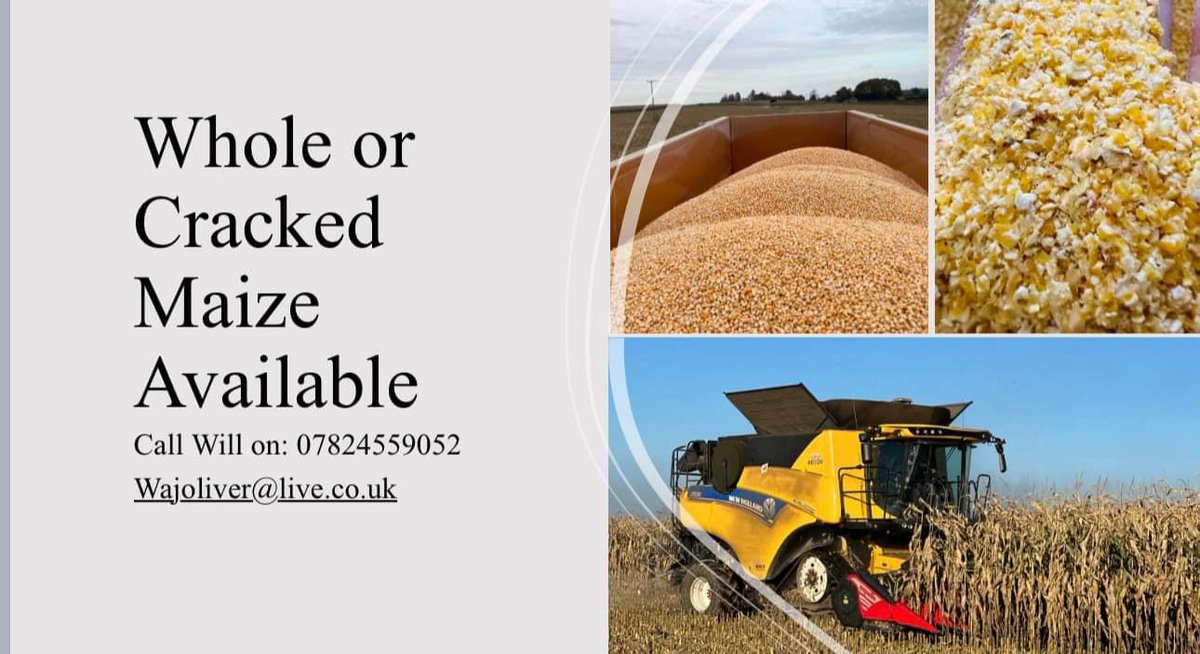 Getting lots of interest for new crop maize. Please get in touch if interested in cracked maize. Being used on beef and dairy farms currently. Not much old crop left. But please let me know if interested in new crop. Bulk or in half tonne bags. 🌽