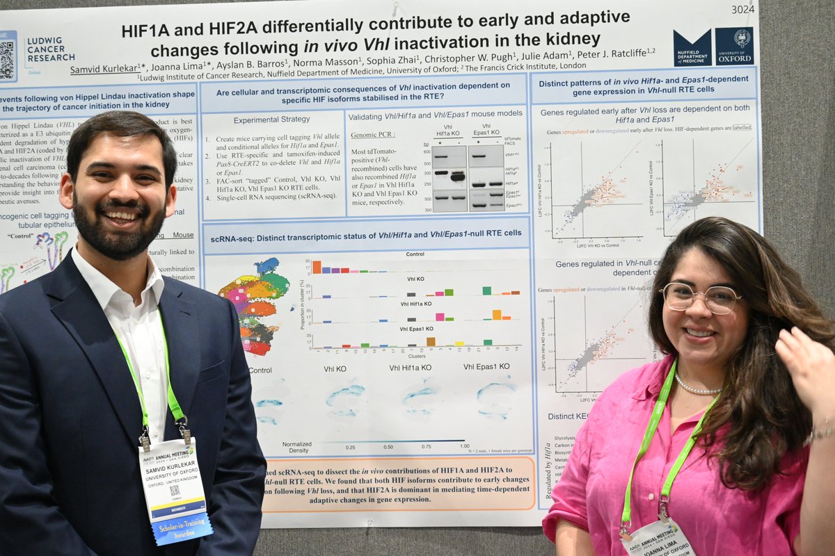 Ludwig @UniofOxford’s @samvid_k & @joannaclima presented @ #AACR24 a study showing HIF1A & 2A, which govern responses to hypoxia, contribute differently to cellular adaptations to loss of the tumor suppressor Vhl in the kidney, an event that drives a type of renal cancer.