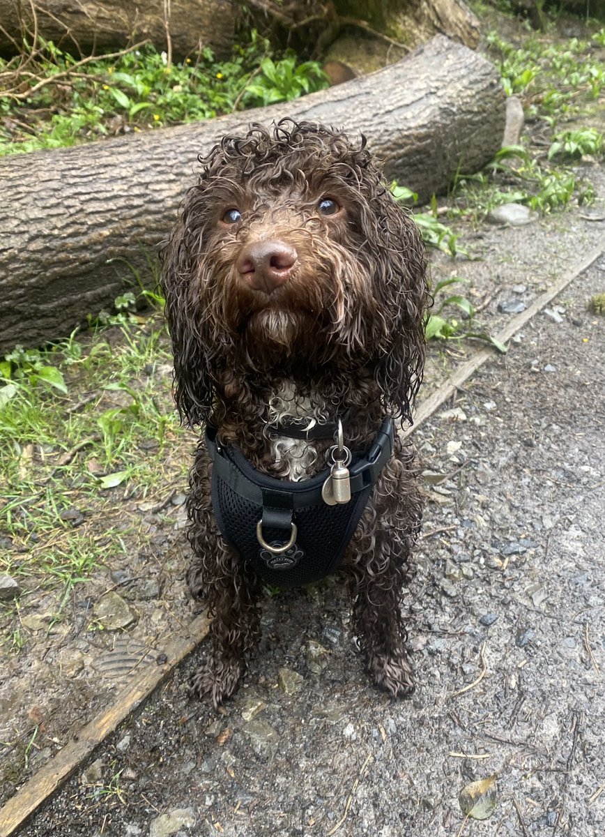 Bit of a wet walk today with Barney.