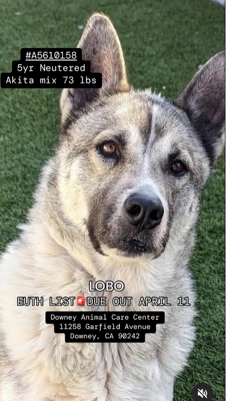 🆘🚨🆘Big Akita mix LOBO at Downey #California ACC still needs a #SoCal hero to #ADOPT him and save him from the euth list. Or reply here & offer to #FOSTER 4 rescue🙏Adoptions are 11-5, Mon-Sat. #A5610158 info⬇️