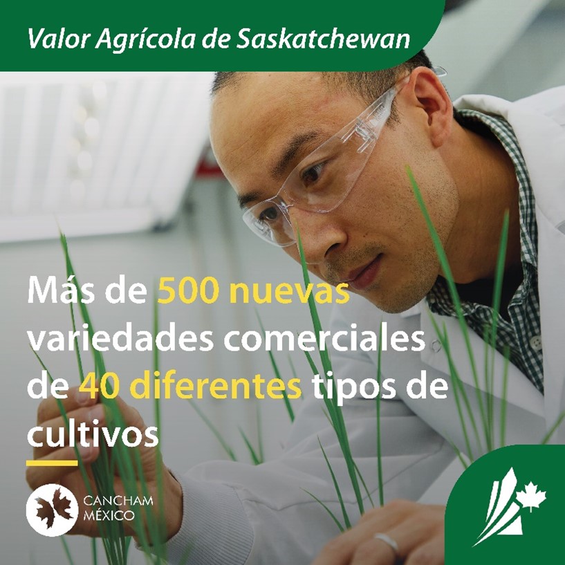 La investigación y el desarrollo de Saskatchewan son insuperables.

El Centro de Desarrollo de Cultivos de Saskatchewan ha lanzado más de 500 nuevas variedades comerciales en más de 40 tipos de cultivos diferentes🌱

#InvestSK #SaskInMexico #Agriculture #FoodScience