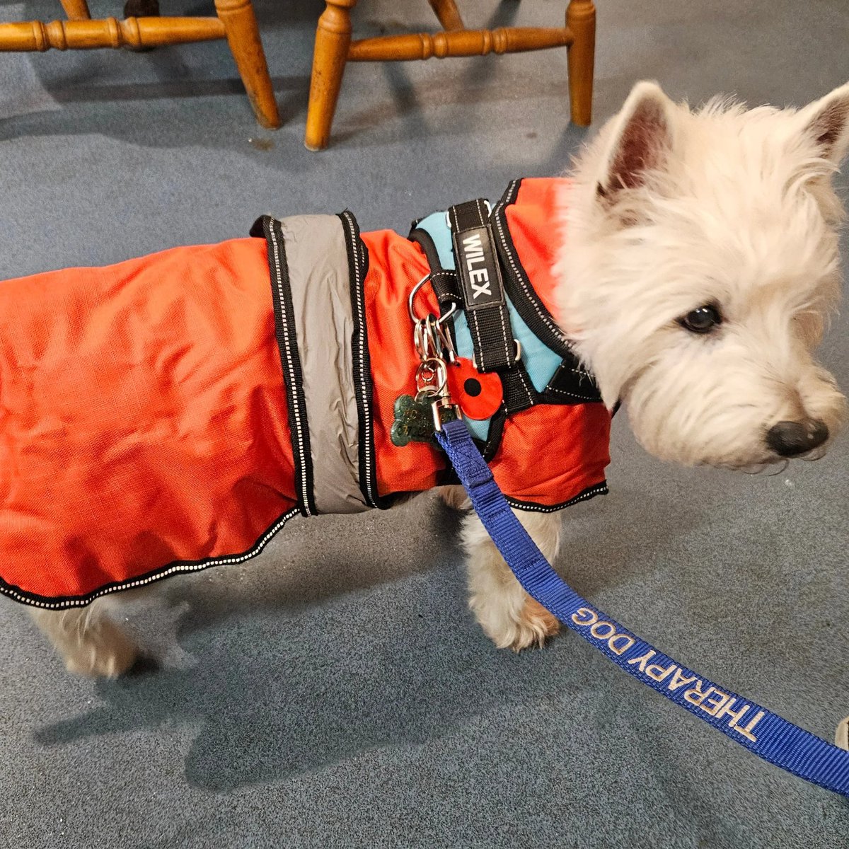 It was anuver cold #WestieWednesday today in Paignton. Gots lots of tickles and cuddles from lots of hoomans me didn't know. Xx