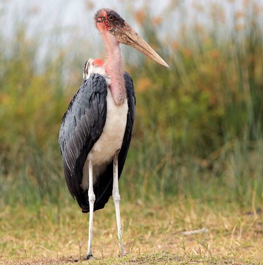 Marabou stork #serengeti #africasafaris #wildtowild