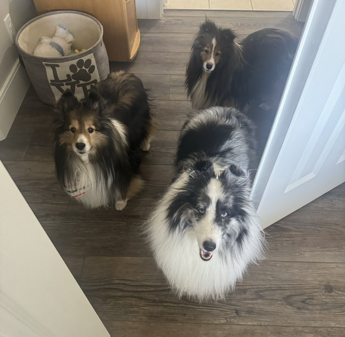 #PostAFavPic4VioletApr24 Day 10 Siblings. I may not get along with my brothers all the time, but I don’t know what I would ever do without them except the fact, I wouldn’t have to share food with them. #pets #dogs #dogsoftwitter #dogsofx #dogmom #sheltie #cute #petlife #xdogs