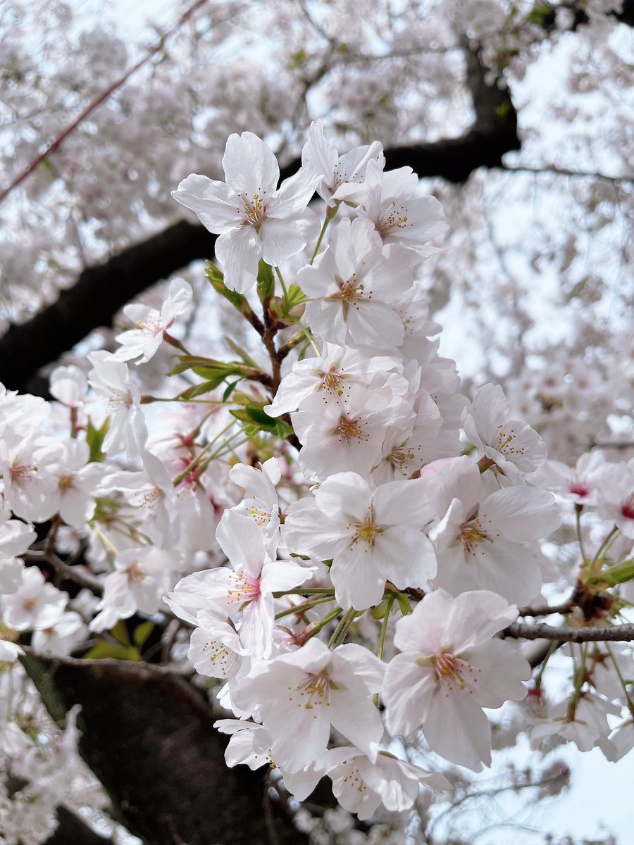 桜だいぶ散ってきた