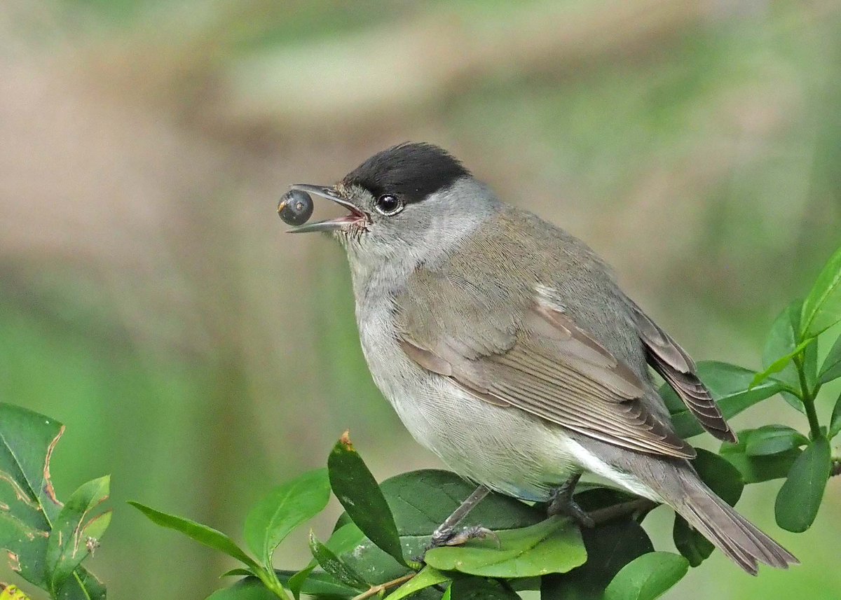 I was very pleased to get this Blackcap mid snack this morning. Wonderful little birds! 🩶 #lovenature #TwitterNaturePhotography #TwitterNatureCommunity