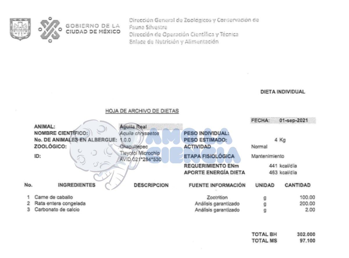 La austeridad de Sheinbaum: alimentó a jaguares con carne de caballo y croquetas para gato. 

Sheinbaum recortó el presupuesto para alimentación de los animales en los zoológicos de la CDMX. 

Con ello afectó la cantidad y calidad de los alimentos que recibía cada animal.