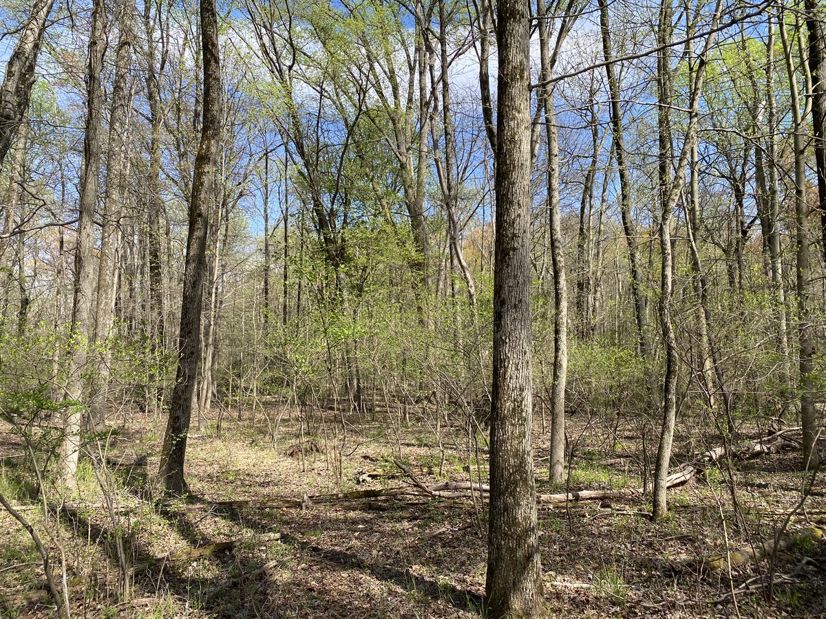 Oxon Run is very different on the National Park property. Wild and unkept!