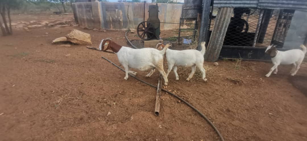 SheRey Boer Goat Stud Does