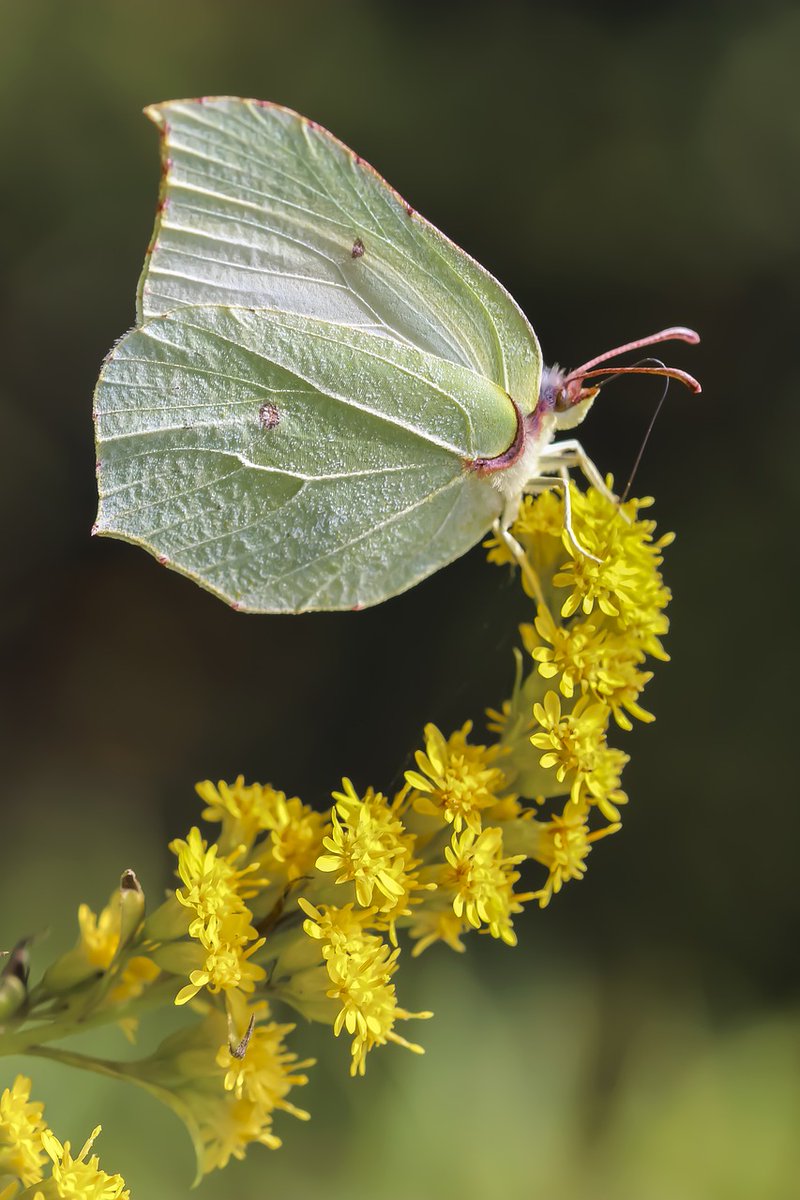 Brimstone butterflies are often the first butterfly of the year to be spotted. Their flashes of green can really brighten a grey spring day! Have you seen one yet? #BrimstoneButterfly #PollinatingLondon