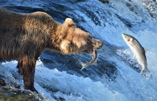 Q6 As coastal Alaska Brown Bears flock to salmon-bearing streams they use an olfactory bulb in their brain that is 5x larger than ours making them 2000x better than us at detecting scents! Do you have a favorite scent in the great outdoors? #Parkchat