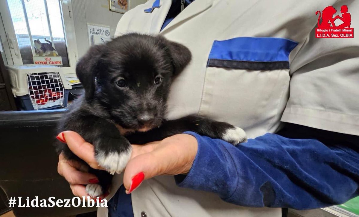 Olbia, 10.04.2024 Un cucciolo di circa 40 giorni sicuramente strappato da poco alla mamma. Lo abbiamo chiamato Usignolo, è un urlatore di prima categoria. Smette di piangere solo quando lo prendi in braccio, avrebbe ancora bisogno del contatto e del calore della sua mammina.