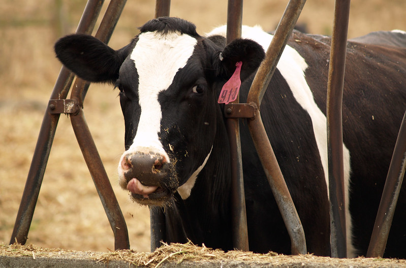 Avian flu detected in North Carolina dairy herd Seven states have now reported the virus in dairy herds, with detections at 21 facilities. ow.ly/PaKJ50RcCyn Photo: -tarat-/Flickr cc