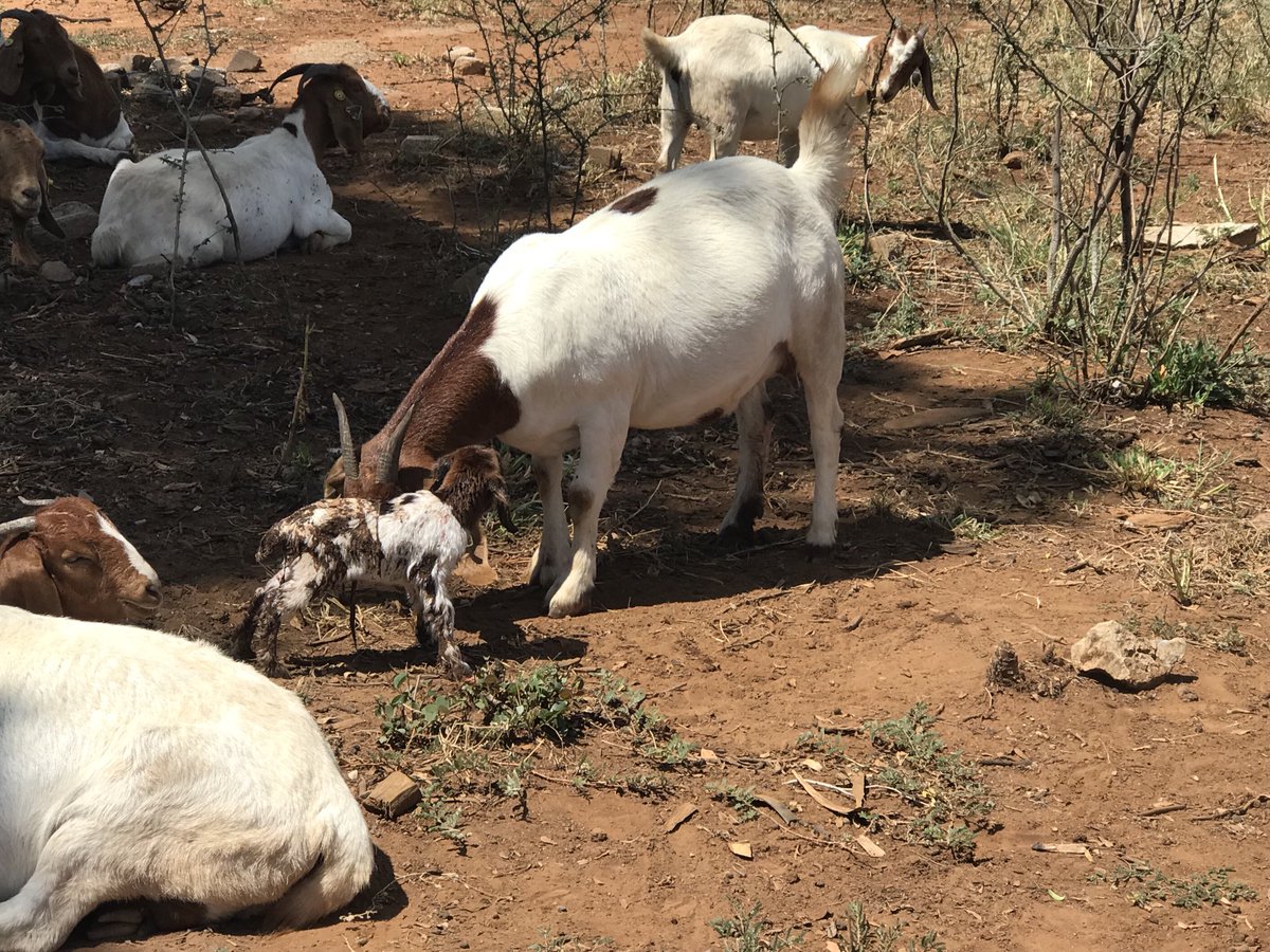 Most busy and important time in goat production