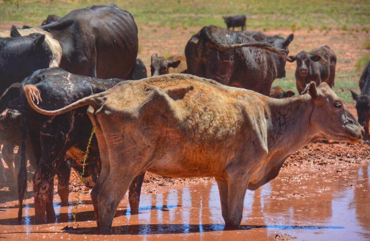 Why do we round up #Wildhorses & #Burros?
@BLMNational tells you they are starving, destroying our public lands, consuming our natural resources

Healthy mares & foals
Cattle allowed to consume 70% of our grazing resources

Keep the promise #StoptheRoundups
#WildHorses #Burros