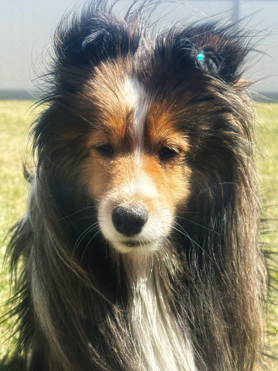 #PostAFavPic4VioletApr24 Day 9 If I was a unicorn. There is no IF. I’m marvelous! I pee glitter, poop cupcakes, and fart rainbows. Sut up Yeti!! No one is asking you the question! You too Ari!!! 🦄 #pets #dogs #dogsoftwitter #dogsofx #dogmom #sheltie #cute #petlife #xdogs