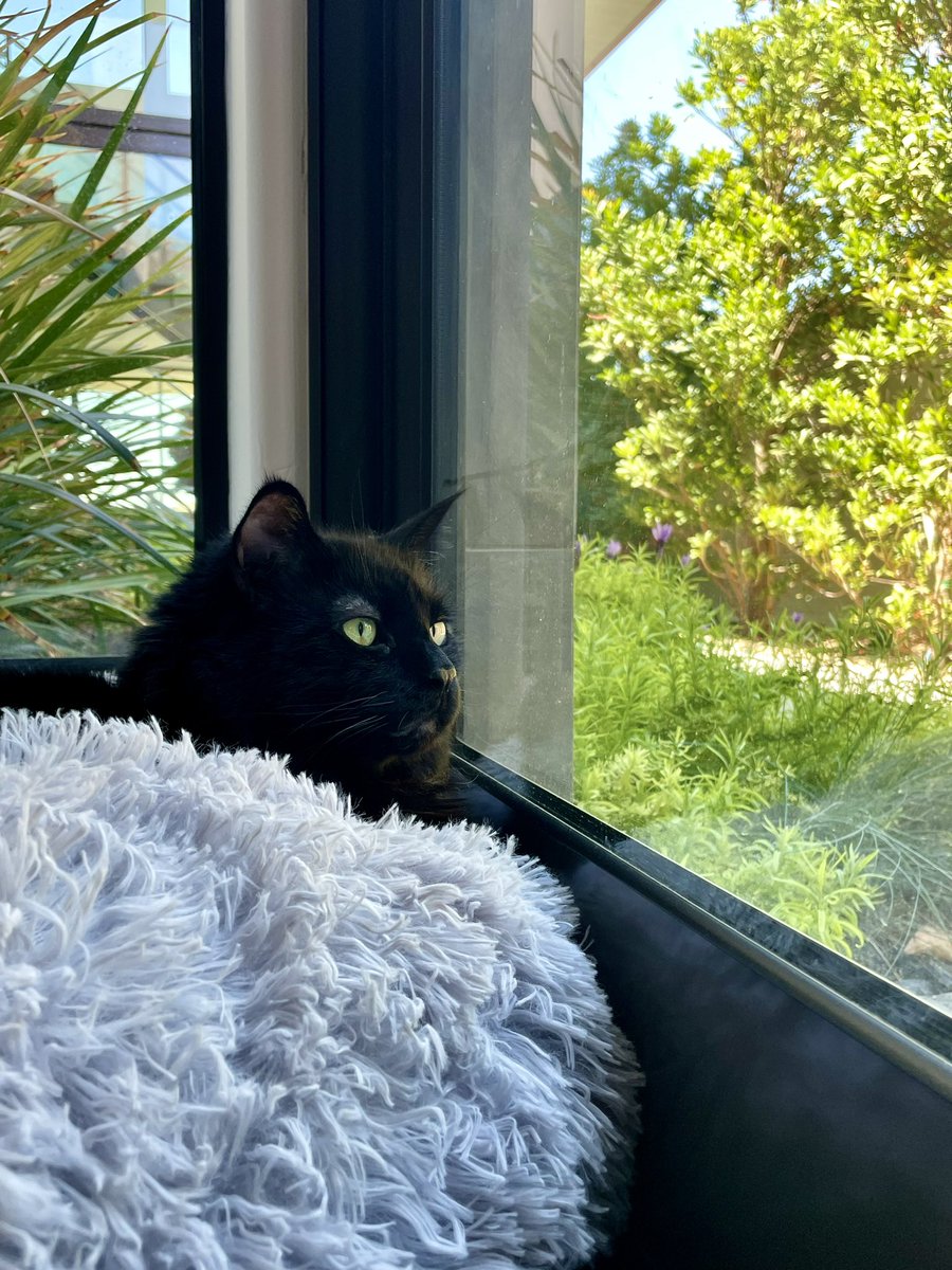 Just watchin’ the birds from bed 🖤🍔🥰🐦‍⬛