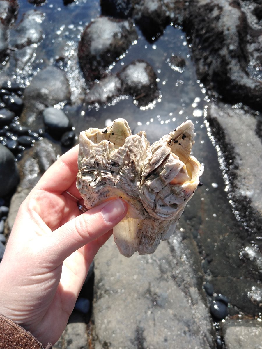 Did you know that adult barnacles build their own shells? These amazing crustaceans do so by secreting 6-8 calcium plates that completely envelop them. Check out this extra large version, which was found by our rangers at Cobble Beach!