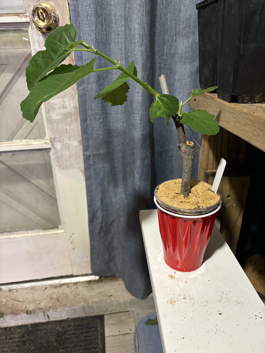This Naples Dark cutting is growing wild!! Get your fig tree cuttings today on our Etsy, or send me a message to inquire more!

figbuddies.etsy.com
