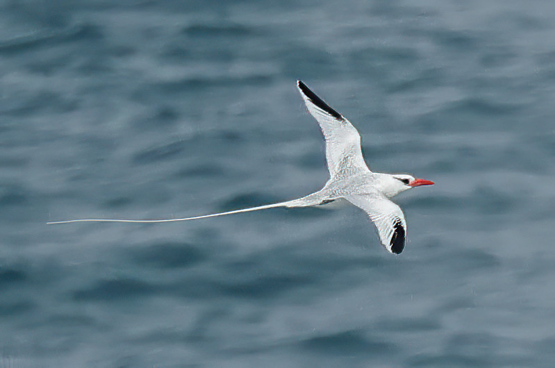 My most wanted target bird in Fuerteventura was Red-billed Tropicbird, and severe winds for the first few days meant we drew a blank, however the winds died down today and out came the birds! Thanks @lizardschwartz for advice.