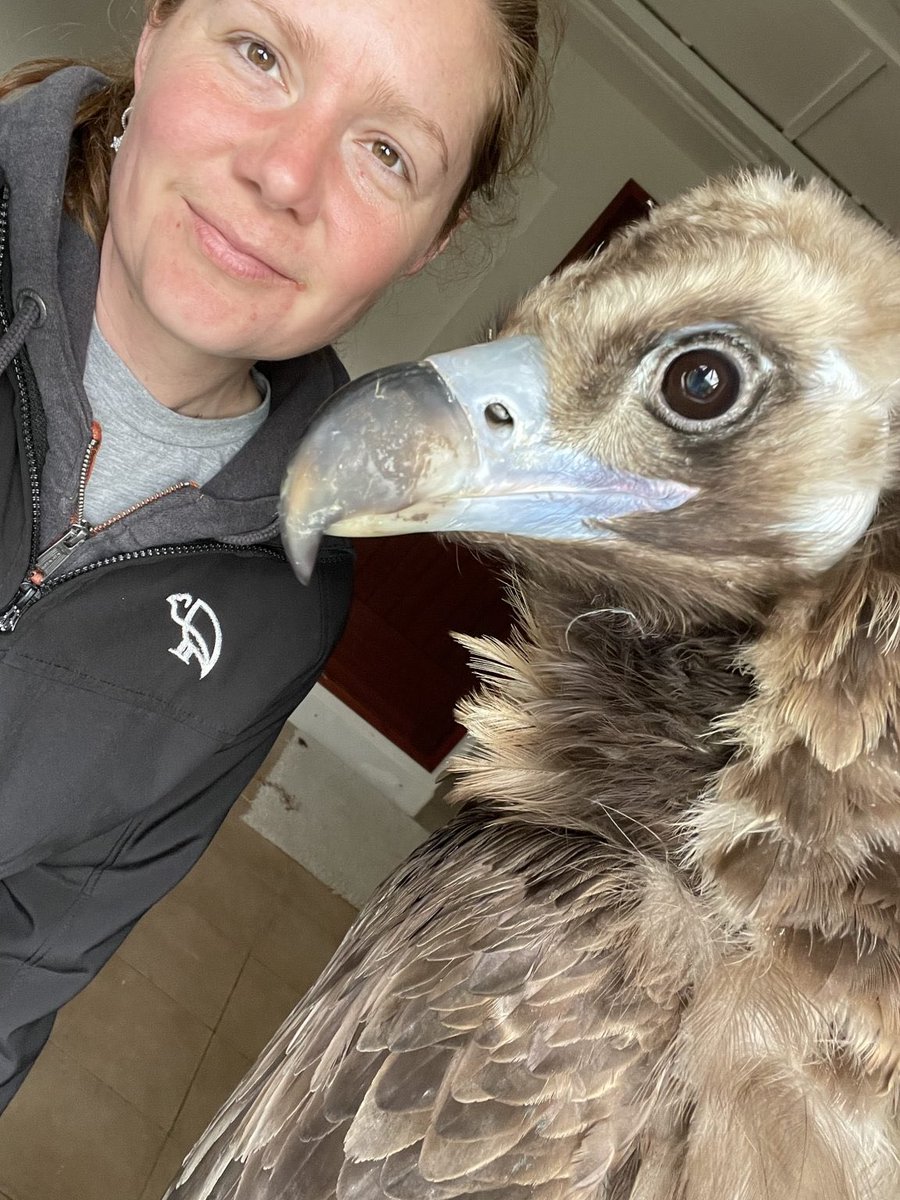 danbybloch's tweet photo. A great new podcast with Holly Cale and Adam Bloch talking about vultures and their charity the Horstmann Trust. Fascinating and entertaining 60 plus minutes. #horstmanntrust #adambloch #vultures https://t.co/V45wPrvblM