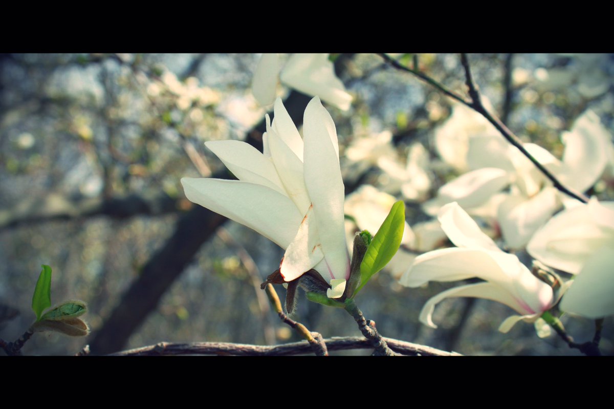 Стояла я і слухала весну,
Весна мені багато говорила.
( Леся Українка ) 

#київ_фото_ludmila  #life  #життя #квіти #flower #aesthetic #spring #весна #Київ #Kyiv #SPiCollective  #Україна #Ukraine   #київрозквітає #київ2024 #веснаувеликомумісті  #природа #nature #природарозквітає