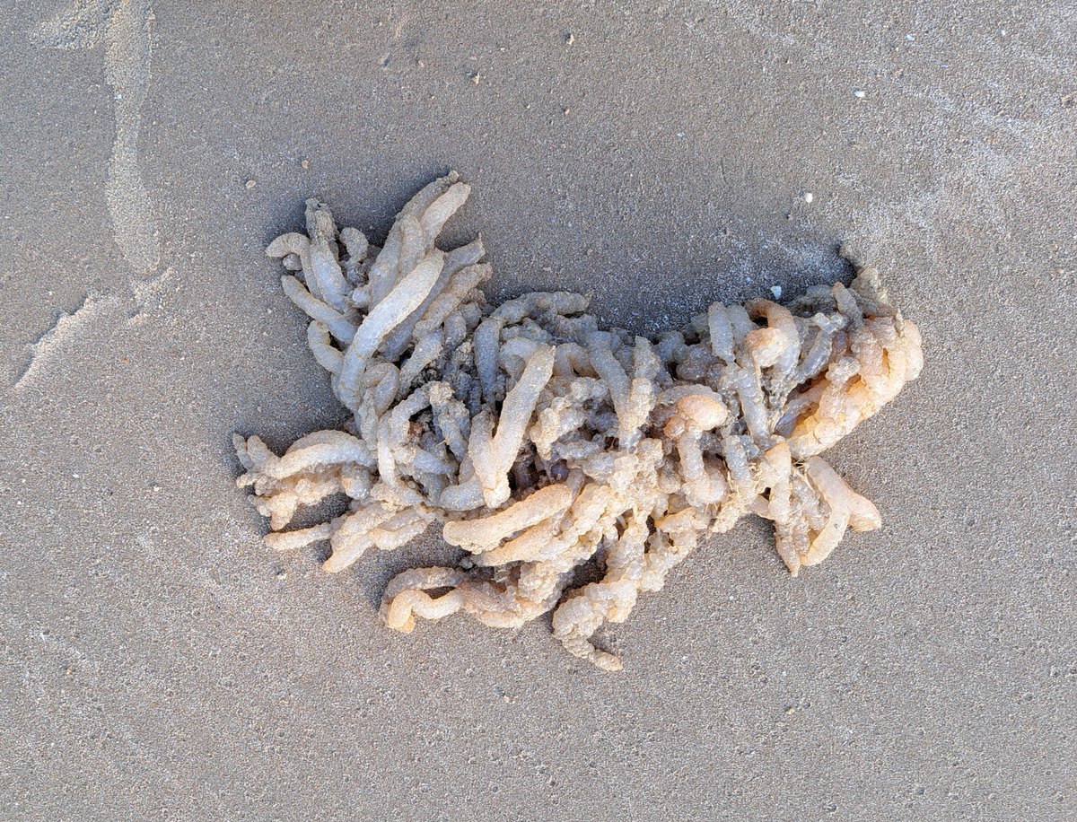 Cephalopod special perhaps?