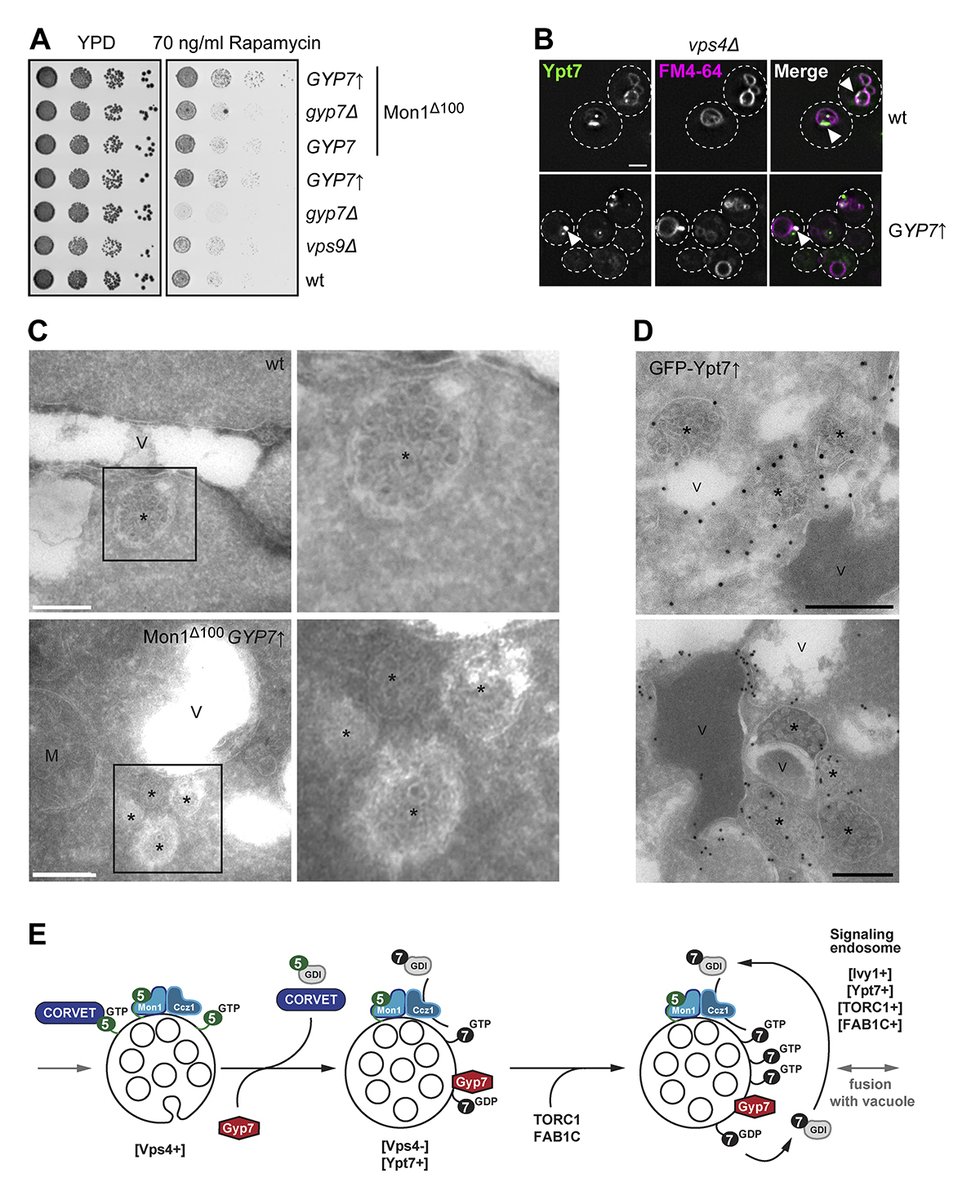 Image shows Ypt7 functions on mature endosomes. Füllbrunn, Langemeyer, @UngermannLab and colleagues show that the GTPase activating protein Gyp7 regulates Rab7/Ypt7 activity on late endosomes. hubs.la/Q02qX2yL0 #Biochemistry #Membrane #lipid #Trafficking