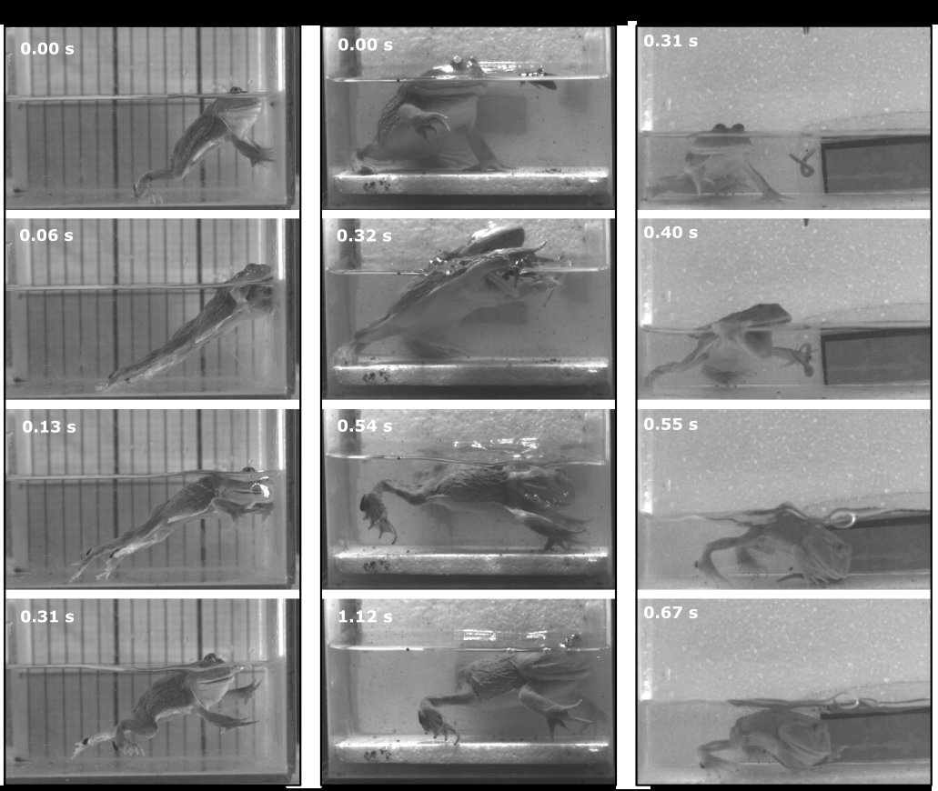 Y festejamos con una nueva publicación! 
Prey capture kinematics of horned frogs (Anura: Ceratophryidae). Más info en:
ibn.conicet.gov.ar/nuevapublicaci…
#CienciaArgentina #anura