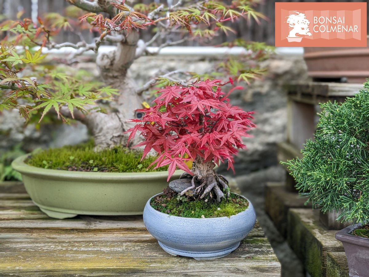 Ms de 1000 bonsis a la venta, Tienda y escuela de bonsai desde 1999  https://t.co/Rmtcix7CVS