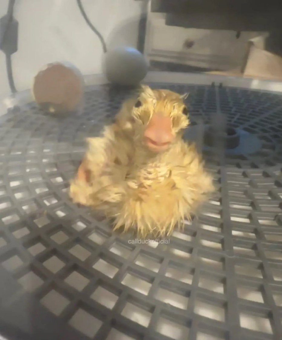 ArchSkeleton's tweet photo. A new homunculus child! Everyone welcome him into the family! https://t.co/NYmnTMJNnO
