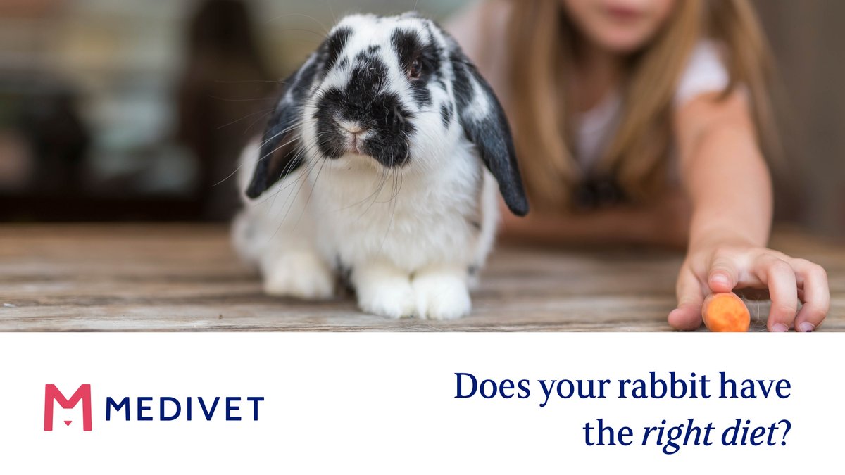 Making sure your rabbit has the right diet will not only keep them healthy and full of the nutrients they need, but can also improve their dental health and regulate their digestive system. Find out more about rabbit nutrition here: bit.ly/49yYOdA