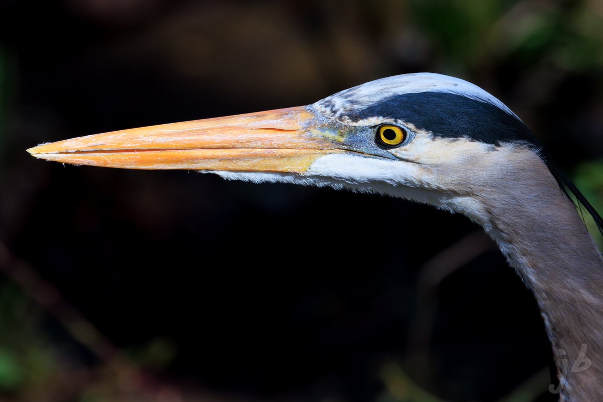 A portrait of a Great Blue Heron on #waderwednesday #heron #TwitterNatureCommunity #BirdsSeenIn2024 #BirdTwitter #birding #birds #birdphotography #ThingsOutside #ThePhotoHour #birder #birdwatching #NaturePhotography #BirdsOfTwitter