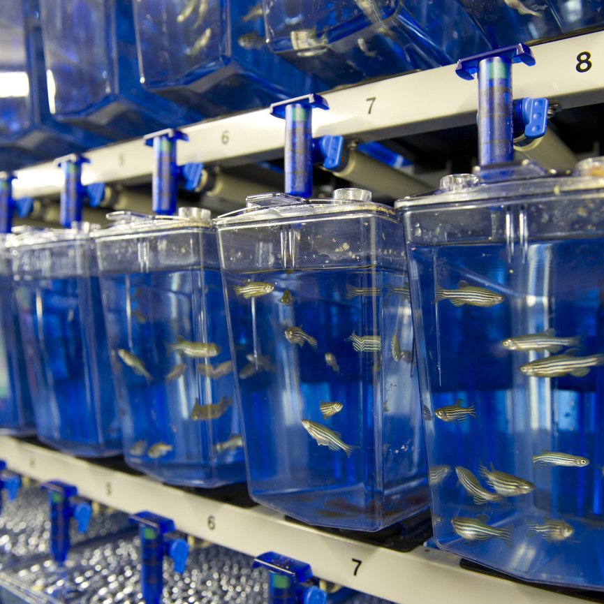 The first international conference that focused on #zebrafish was convened in 1990. Sponsored by @NIH and @NSF, the gathering of ∼40 scientists sought to evaluate the research potential of the tiny fish. Today, nearly 1,700 zebrafish labs exist worldwide. #ZebrafishFunFacts