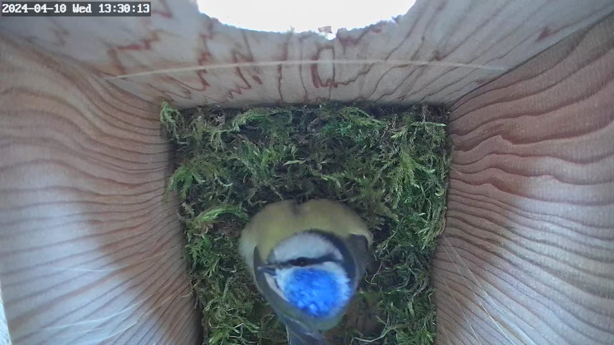 Huge news from our bird box!! a lovely #bluetit has been checking out this cosy spot on our site today. Hopefully it'll choose to nest here and we can share the footage with our #schooltrips. #outdooreducation #birdwatching