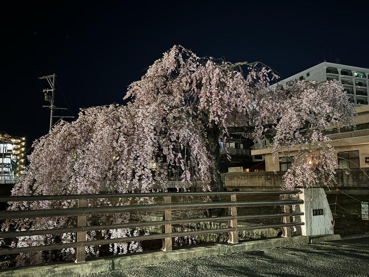 桜と夜遊び🌸