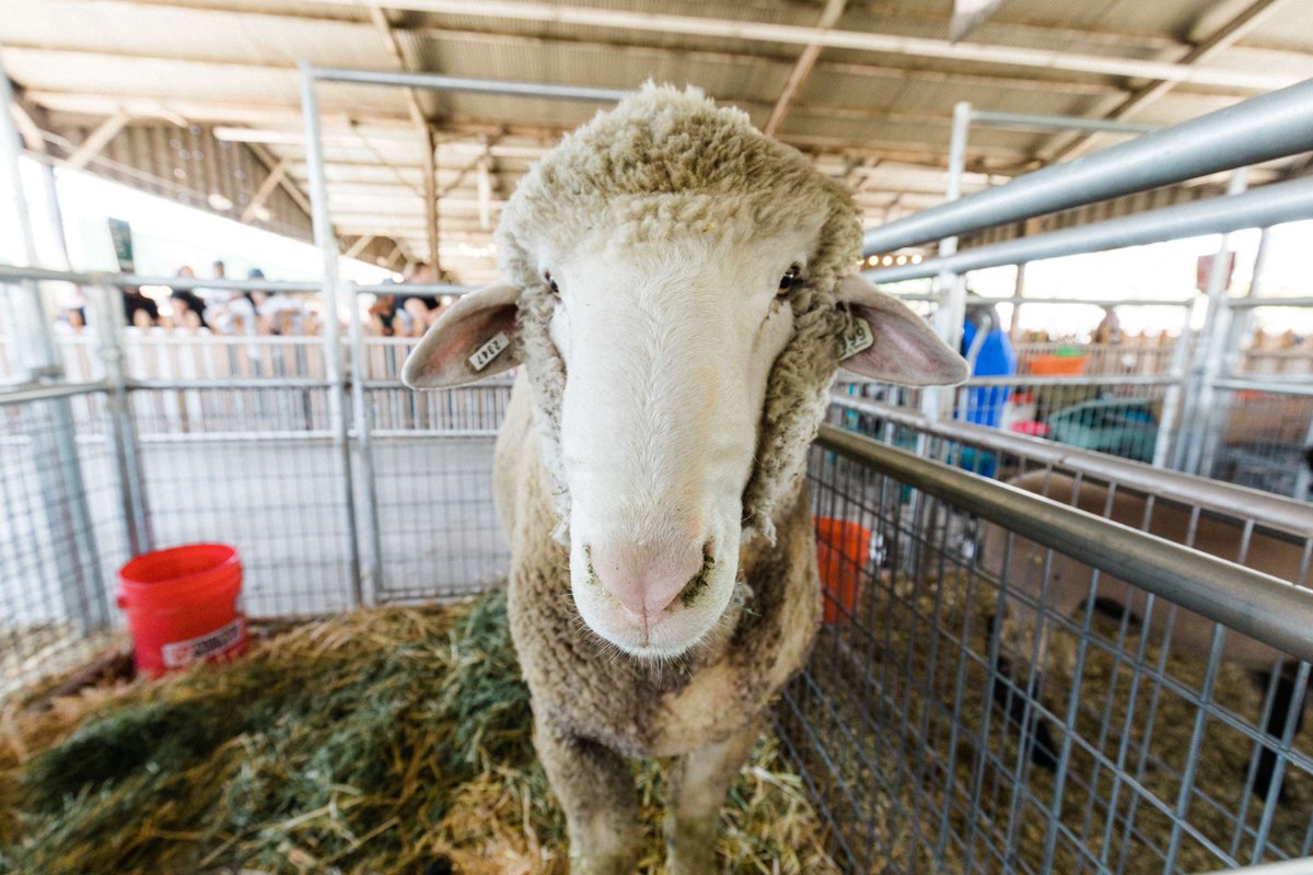 Happy National Farm Animal Day! 🐮🐷🐑 The Big Red Barn is gearing up to welcome back all your favorite farm animals this May. Thanks to our Fair partner, Cal Poly Pomona, for bringing these lovable creatures to the LA County Fair! #LACountyFair #LACF2024 #StarsStripesFun