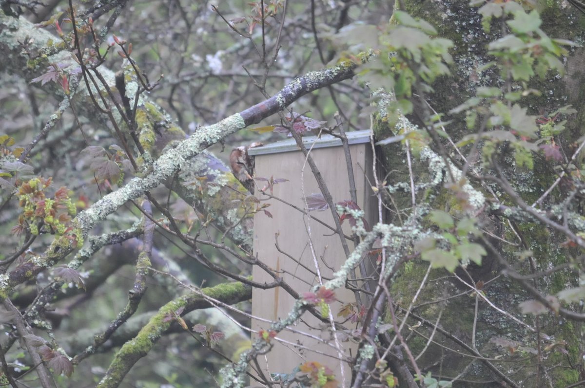 Woohoo! Went to investigate the mass mobbing event this morning, to find a Tawny Owl sitting on the nestbox. Put up in Jan 2023, it wasn't occupied last year so fingers crossed ... #gowerbirds @welshbirders @GOWEROS1