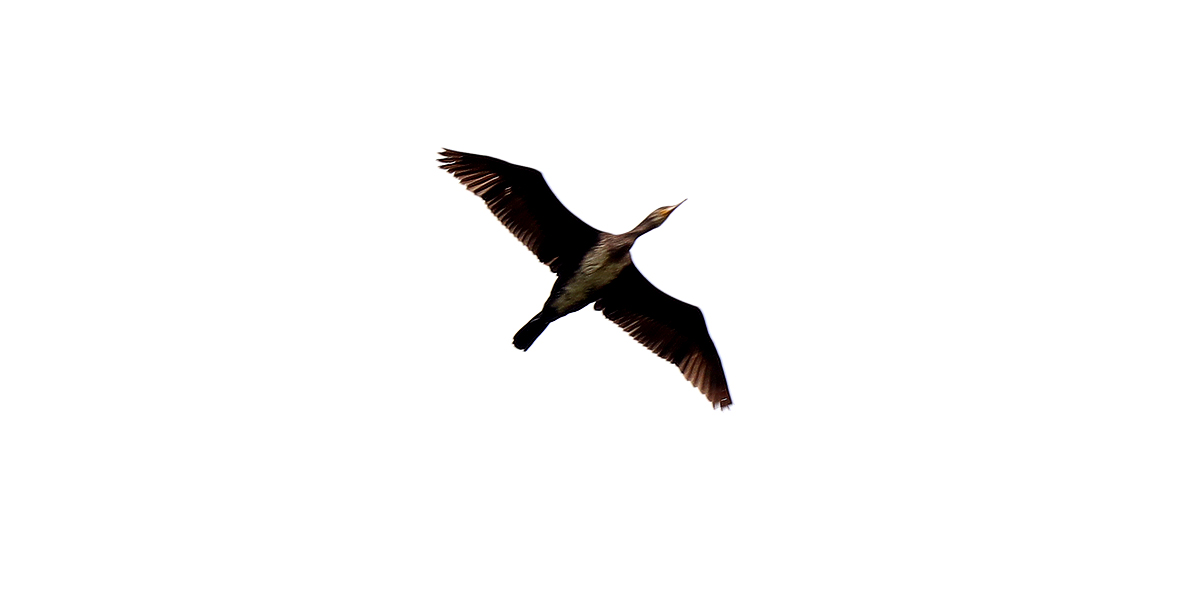 The Cormorant that flew over my head in Richardson Dees Park & Burn didn't escape my camera lol & made it into inaturalist for @NENature_ Gosforth’s Wild Web - wildlife in the 100 one-kilometre squares surrounding Gosforth Nature Reserve.