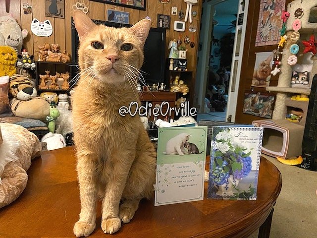 My wonderful brothers Cosmo and Dragon and their mom @terpdemon sent us these cards just because they love us! ❤ Thanks, Family! We love y'all too! 😽❤😘