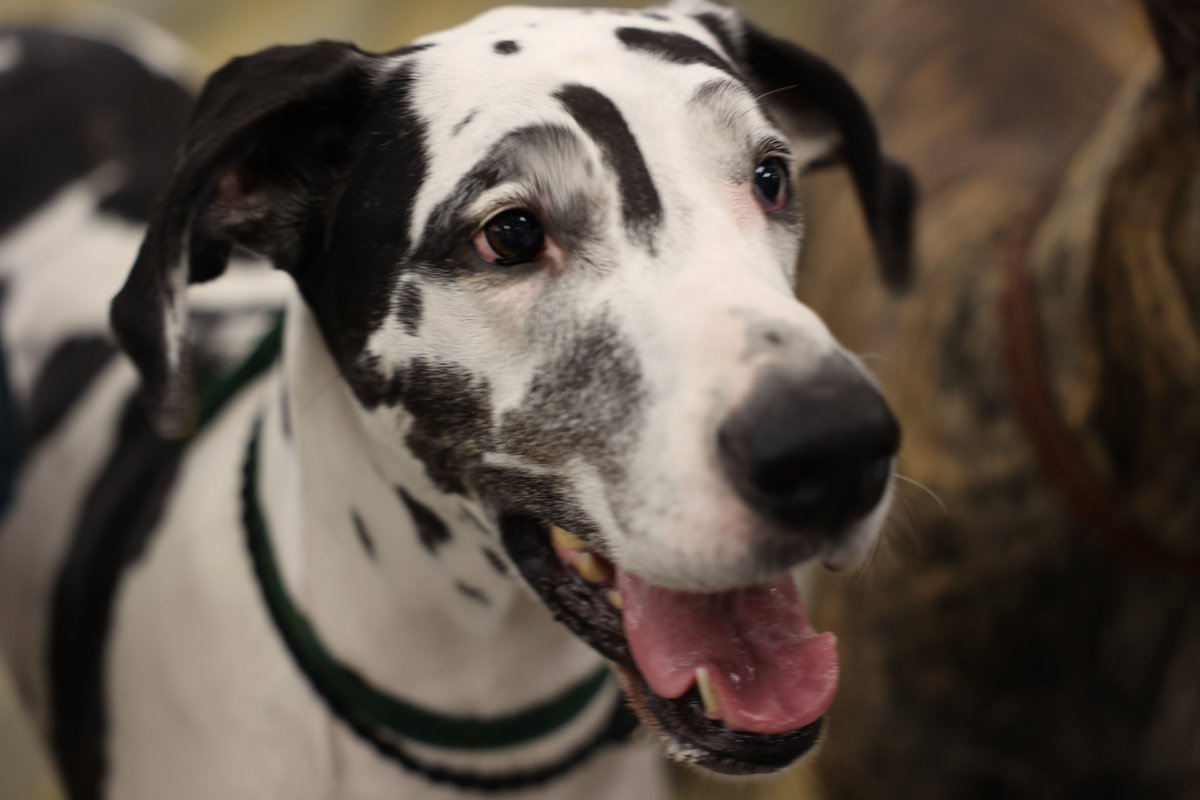 Gracie and Hamlet will be at the University Library for National Library Week 2024. They will be at the 2nd Floor Bronco Community Zone, today, from 10am to 12pm. See you there! libguides.library.cpp.edu/nlw