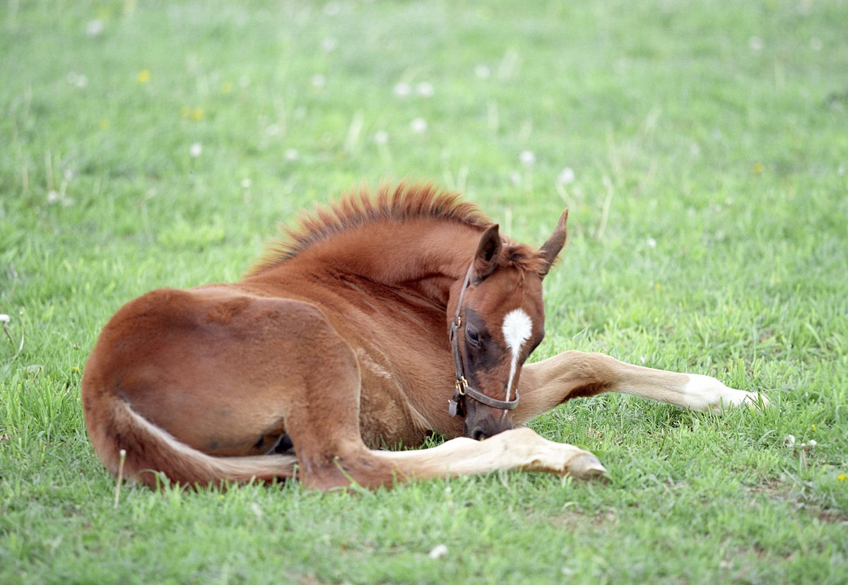 The Source for Everything Equine 
Find out more about Breeding Racehorses here 
tinyurl.com/2b3edzps
#equine #horses #horsebreeding #racehorse #foalingseason