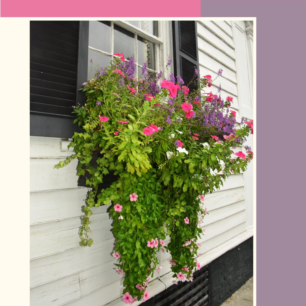 Ready for spring? Get busy creating beautiful window boxes to welcome the warmer weather.
#yourgirlrealestate #yourrealtor #helpfulagent #alwaysatyourservice #contactmetoday