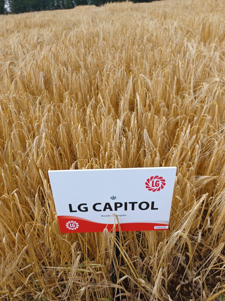 New to the 2024/25 #AHDB recommended list, #LGCapitol from <a href="/Limagrain/">Limagrain</a> is an extremely high-yielding 2-row #feedbarley with good all-round disease resistance and consistent performance on #farm. Contact your local #farmtrader for more information on 01427 421200.
