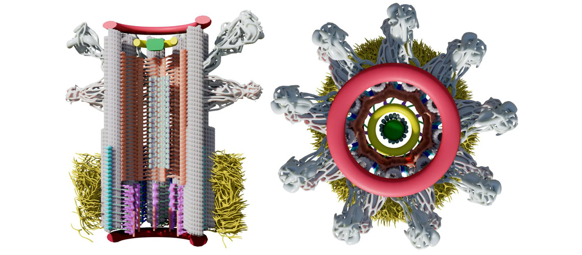 Scientists from the @CentrioleLab at #UNIGE have reconstructed for the first time a film of the assembly of the human centriole, one of the essential structures that make up our cells. #science #research #biology ow.ly/i4mO50RbvHV