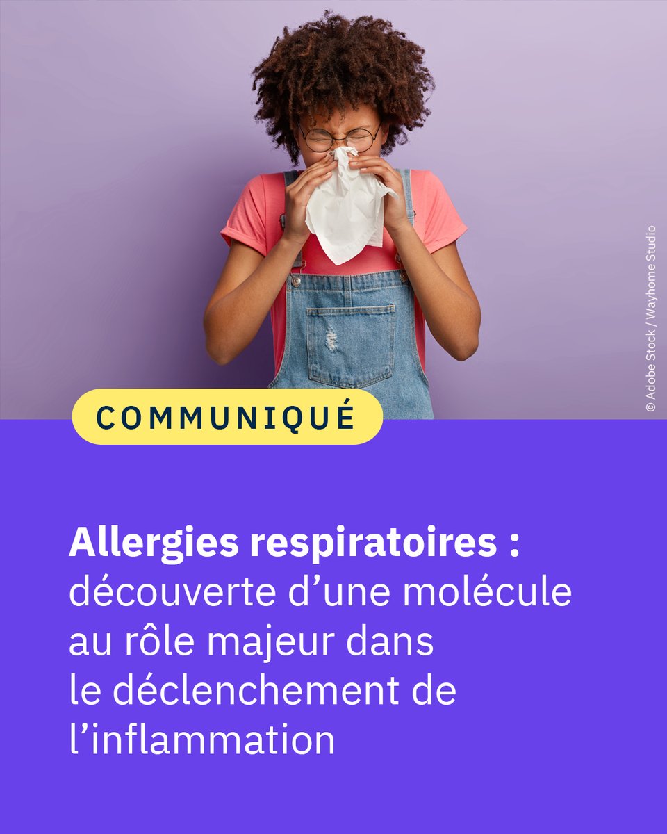 #Communiqué 🗞️ L’une des molécules responsables du déclenchement de l’inflammation à l’origine des maladies allergiques respiratoires 🤧 vient d’être découverte par des scientifiques du @CNRS, de l’@Inserm et de l’@UT3PaulSabatier. 👉 cnrs.fr/fr/presse/alle…